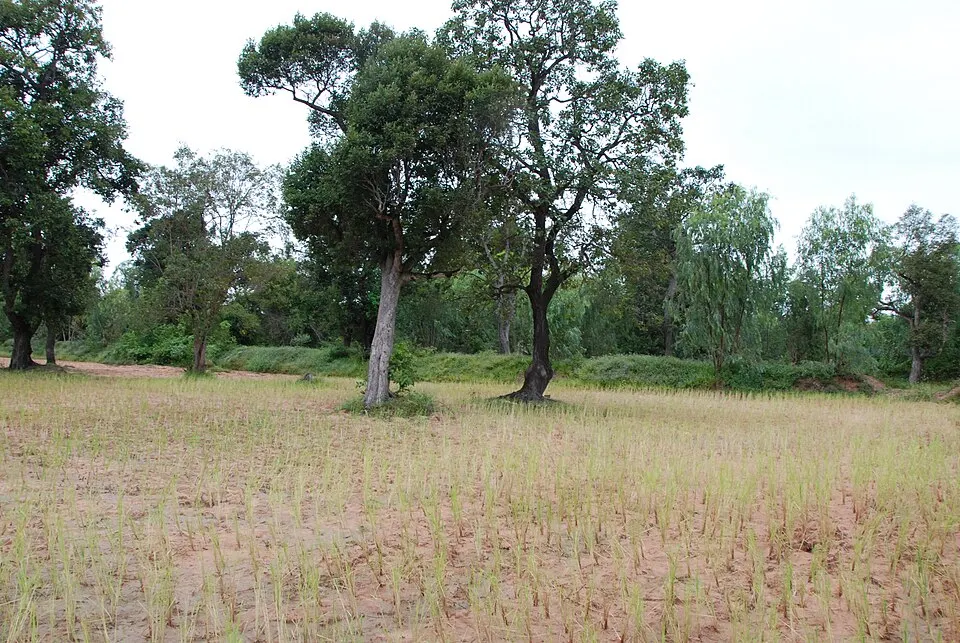 Open rice paddies with scattered tall trees under a pale sky