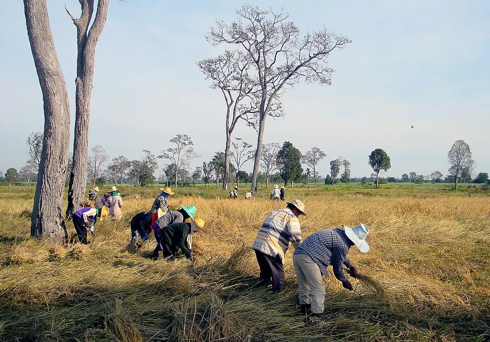 Four farmers in wide straw hats cutting rice by hand with sickles beneath tall trees