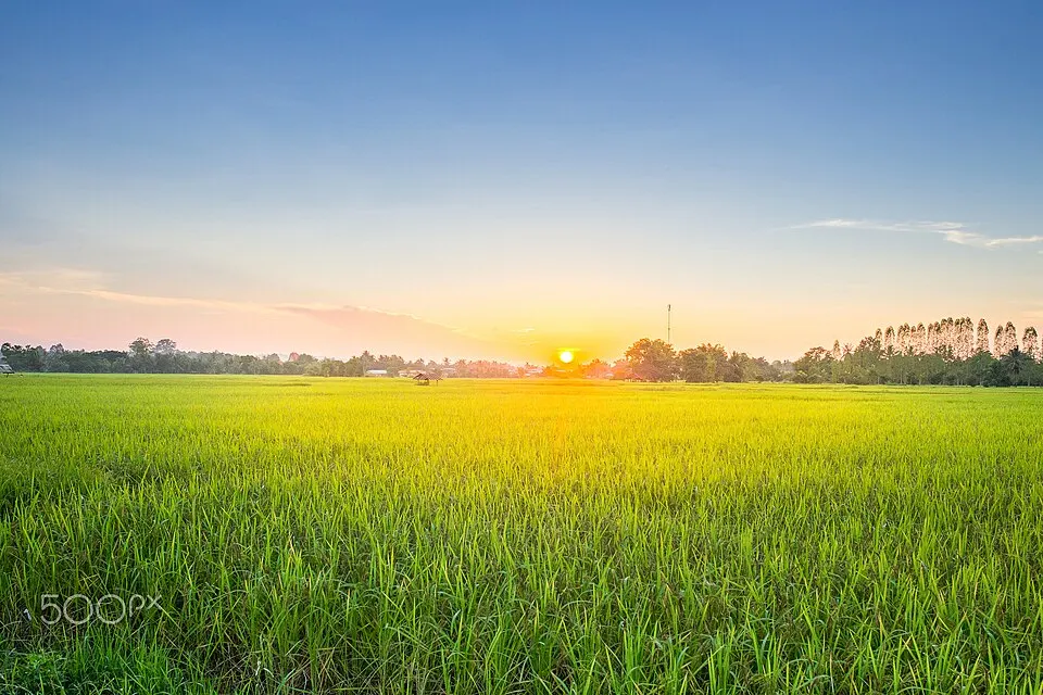 A bright green rice field stretching to a line of trees, with the sun low on the horizon